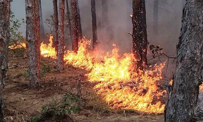 Голям пожар гори край Нови хан