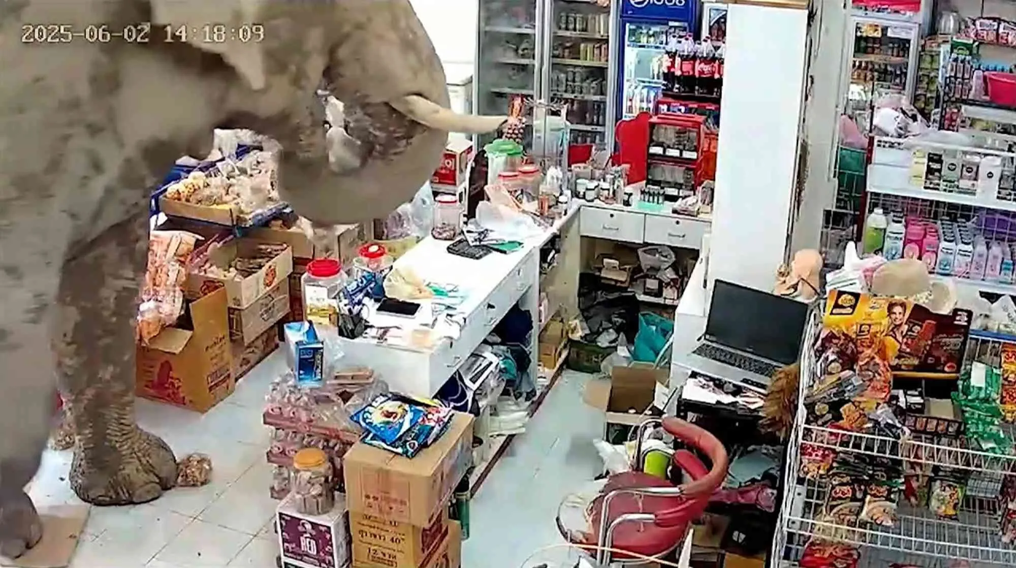 Слон нахлу в магазин за хранителни стоки в Тайланд и си устрои пир (ВИДЕО)